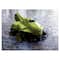 Kid Galaxy 2.4GHZ Crocodile Mega Morphibian R/C Vehicle